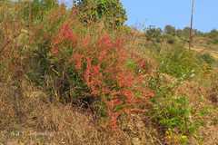 Rumex hastatus